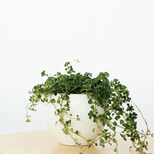 Load image into Gallery viewer, PILEA DEPRESSA BABY TEARS berrykinn
