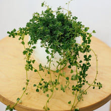 Load image into Gallery viewer, PILEA DEPRESSA BABY TEARS berrykinn
