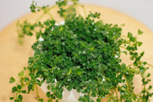Load image into Gallery viewer, PILEA DEPRESSA BABY TEARS berrykinn
