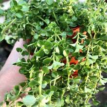Load image into Gallery viewer, PILEA DEPRESSA BABY TEARS berrykinn
