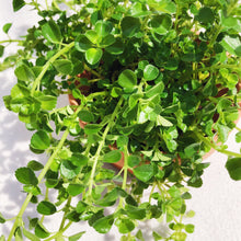 Load image into Gallery viewer, PILEA DEPRESSA BABY TEARS berrykinn
