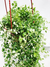 Load image into Gallery viewer, PILEA DEPRESSA BABY TEARS berrykinn
