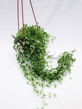 Load image into Gallery viewer, PILEA DEPRESSA BABY TEARS berrykinn
