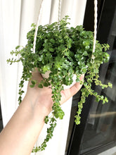 Load image into Gallery viewer, PILEA DEPRESSA BABY TEARS berrykinn
