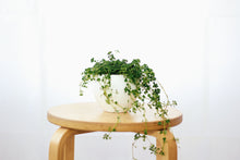 Load image into Gallery viewer, PILEA DEPRESSA BABY TEARS berrykinn
