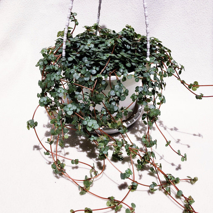 PILEA GLAUCOPHYLLA berrykinn