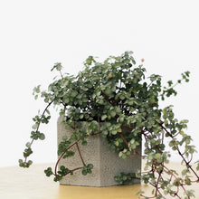 Load image into Gallery viewer, PILEA GLAUCOPHYLLA berrykinn
