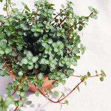 Load image into Gallery viewer, PILEA GLAUCOPHYLLA berrykinn

