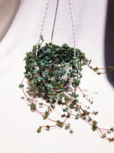 Load image into Gallery viewer, PILEA GLAUCOPHYLLA berrykinn
