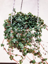 Load image into Gallery viewer, PILEA GLAUCOPHYLLA berrykinn
