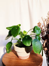 Load image into Gallery viewer, PILEA PEPEROMIODES IN A CLAY POT berrykinn
