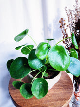 Load image into Gallery viewer, PILEA PEPEROMIODES IN A CLAY POT berrykinn
