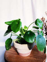 Load image into Gallery viewer, PILEA PEPEROMIODES IN A CLAY POT berrykinn
