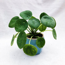 Load image into Gallery viewer, PILEA PEPEROMIOIDES berrykinn
