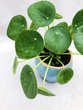 Load image into Gallery viewer, PILEA PEPEROMIOIDES berrykinn
