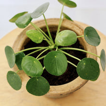 Load image into Gallery viewer, PILEA PEPEROMIOIDES berrykinn
