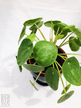 Load image into Gallery viewer, PILEA PEPEROMIOIDES berrykinn
