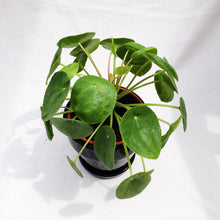 Load image into Gallery viewer, PILEA PEPEROMIOIDES berrykinn
