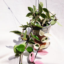 Load image into Gallery viewer, PORCELAINFLOWER HOYA CARNOSA (KRIMSON QUEEN) berrykinn
