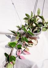 Load image into Gallery viewer, PORCELAINFLOWER HOYA CARNOSA (KRIMSON QUEEN) berrykinn
