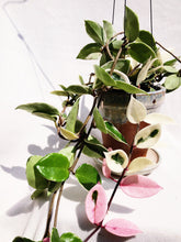 Load image into Gallery viewer, PORCELAINFLOWER HOYA CARNOSA (KRIMSON QUEEN) berrykinn
