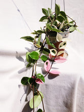 Load image into Gallery viewer, PORCELAINFLOWER HOYA CARNOSA (KRIMSON QUEEN) berrykinn

