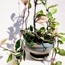 Load image into Gallery viewer, PORCELAINFLOWER HOYA CARNOSA (KRIMSON QUEEN) berrykinn
