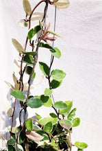 Load image into Gallery viewer, PORCELAINFLOWER HOYA CARNOSA (KRIMSON QUEEN) berrykinn
