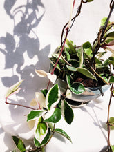 Load image into Gallery viewer, PORCELAINFLOWER HOYA CARNOSA (KRIMSON QUEEN) berrykinn

