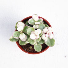 Load image into Gallery viewer, PORTULACARIA AFRA berrykinn
