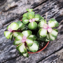 Load image into Gallery viewer, PORTULACARIA AFRA berrykinn
