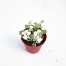 Load image into Gallery viewer, PORTULACARIA AFRA berrykinn
