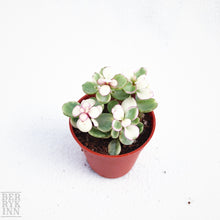 Load image into Gallery viewer, PORTULACARIA AFRA berrykinn
