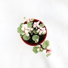 Load image into Gallery viewer, PORTULACARIA AFRA berrykinn
