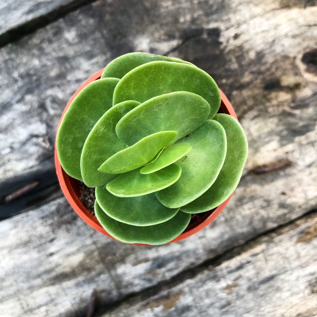 PORTULACARIA MOLOKINIENSIS berrykinn