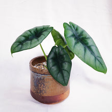Load image into Gallery viewer, ALOCASIA REVERSA HANNAH
