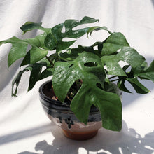 Load image into Gallery viewer, RAPHIDOPHORA PERTUSA berrykinn
