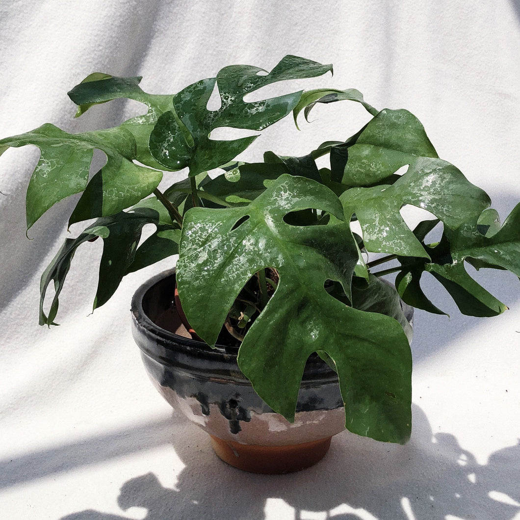 RAPHIDOPHORA PERTUSA berrykinn