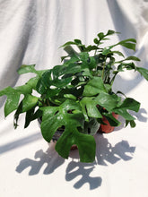 Load image into Gallery viewer, RAPHIDOPHORA PERTUSA berrykinn
