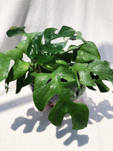 Load image into Gallery viewer, RAPHIDOPHORA PERTUSA berrykinn
