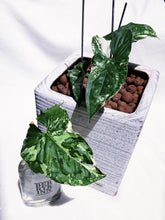 Load image into Gallery viewer, (RARE) SYNGONIUM PODOPHYLLUM ALBO VARIEGATUM berrykinn
