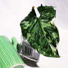 Load image into Gallery viewer, (RARE) SYNGONIUM PODOPHYLLUM ALBO VARIEGATUM berrykinn
