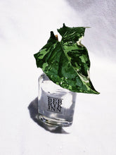 Load image into Gallery viewer, (RARE) SYNGONIUM PODOPHYLLUM ALBO VARIEGATUM berrykinn
