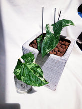 Load image into Gallery viewer, (RARE) SYNGONIUM PODOPHYLLUM ALBO VARIEGATUM berrykinn
