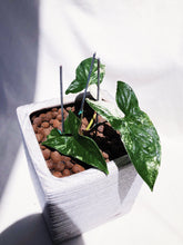 Load image into Gallery viewer, (RARE) SYNGONIUM PODOPHYLLUM ALBO VARIEGATUM berrykinn
