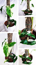 Load image into Gallery viewer, (RARE) SYNGONIUM PODOPHYLLUM ALBO VARIEGATUM berrykinn
