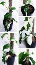 Load image into Gallery viewer, (RARE) SYNGONIUM PODOPHYLLUM ALBO VARIEGATUM berrykinn
