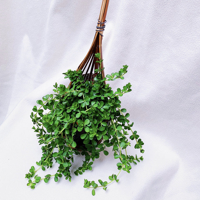 RATTAN POCKET berrykinn