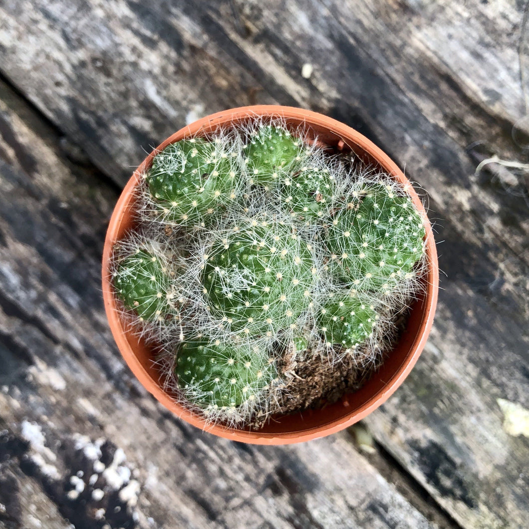 REBUTIA ALBIFLORA berrykinn