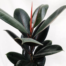 Load image into Gallery viewer, RUBBER PLANT FICUS ELASTICA berrykinn
